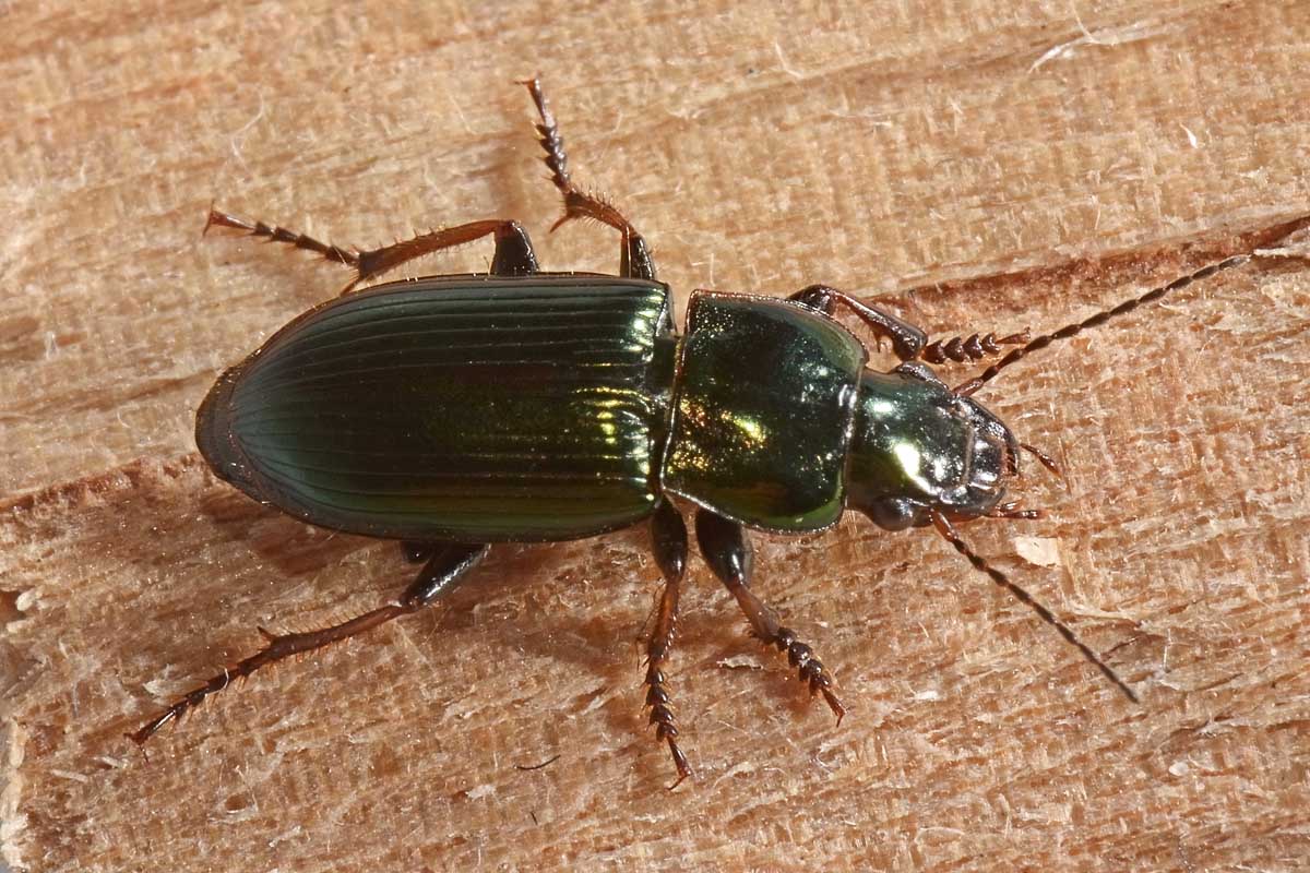 Carabidae: Harpalus honestus? No, Harpalus distinguendus